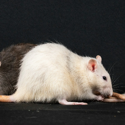 Rodent Control
