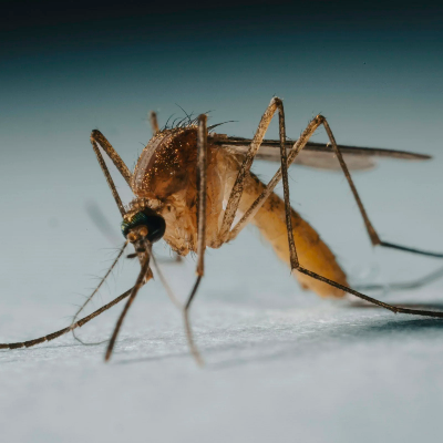 Mosquito Control