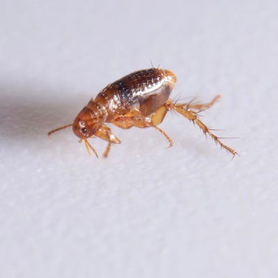 Flea Control